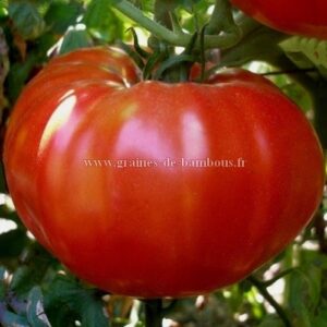 Домат старинен месест салатен и едроплоден 220-250 грама - Tomato Pantano Romanesco