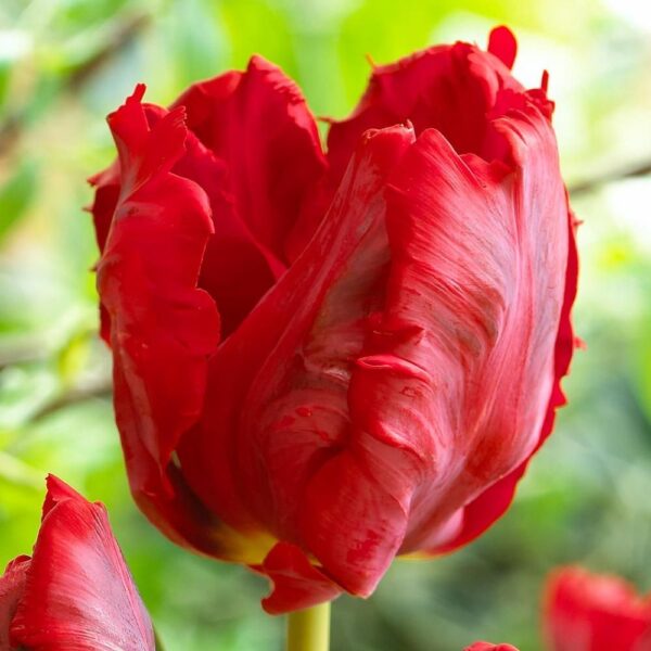 Ярко червено лале Топ папагал - Tulip top parrot
