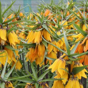 Фритилария Ранна мечта с прасковен цвят против къртици - Fritillaria early dream