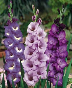 Гладиол колекция лилав дъжд - Gladiolus Purple rain