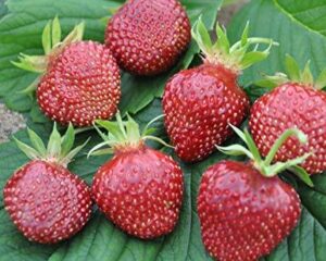 Най-сладката ягода за сладко с малинено червен цвят - Strawberry cherry berry