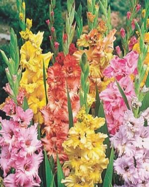 Гладиол със силно накъдрени цветове смес - Gladiolus ruffled mix