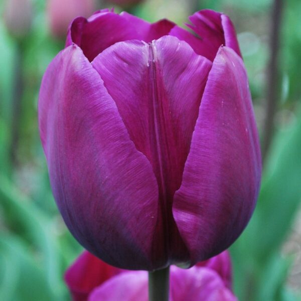 Лале лилаво Негрита в топ 10 сред сортовете лалета - Tulip Negrita