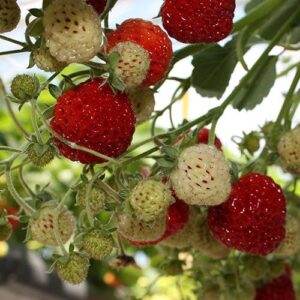 Най-вкусната и ранна старинна ягода Мице Шиндлер с уникален аромат и сладост - Fragaria x ananassa Mieze Schindler (Strasberry)