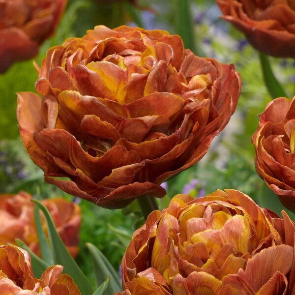Лале ароматно единственото в цвят карамел Брауни - Tulip Brownie