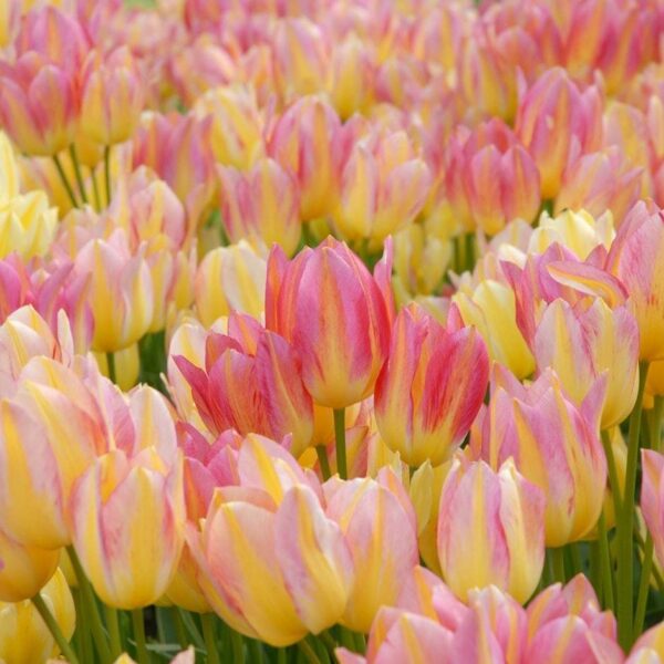 Лале букет тройно двуцветно Антоанет - Tulip Antoinette