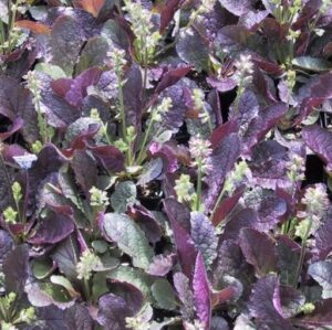 Салвия многогодишна с червеникаво лилави листа - Salvia lyrata 'Purple Knockout' (Lyre-leaved sage)