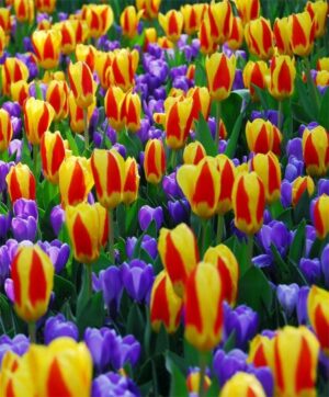 Лале не изчезващо през годините двуцветно изключително ефектно - Tulip kaufmania Stresa