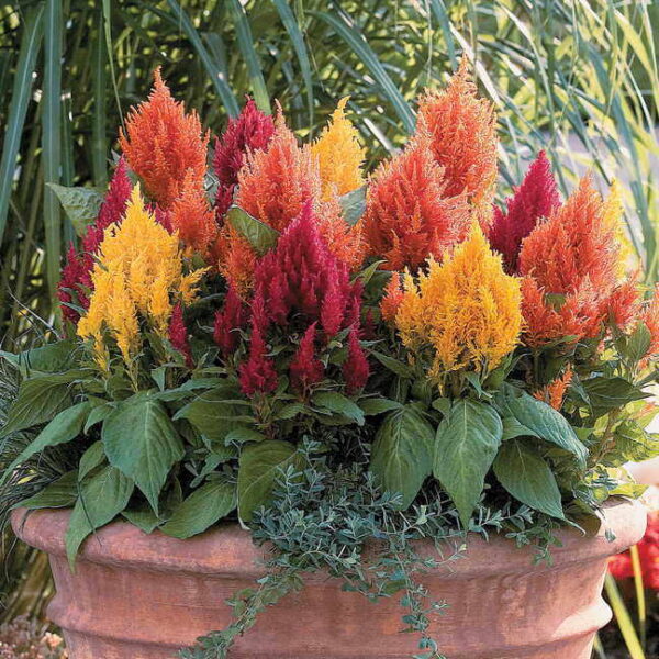 Целозия с екстравагантни ярки островърхи цветове цъфти цяло лято - Celosia mix