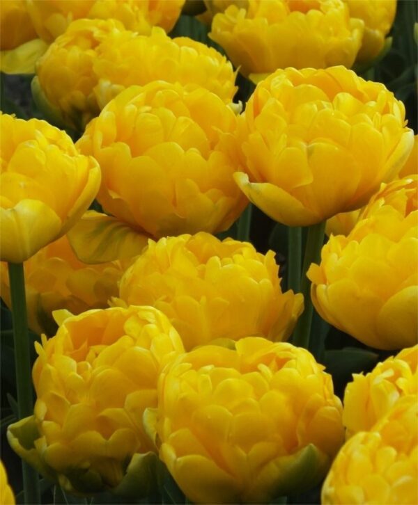 Лале Жълт кичесто помпон ароматно не изчезва - Tulip yellow pompenette