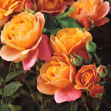 Роза увивна силно ароматна оранжево розова - Orange pink rose