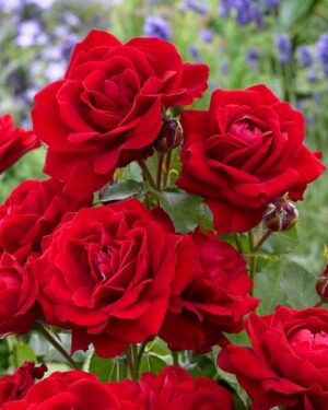 Роза ароматна храстовидна червена в контейнер - Red Rose