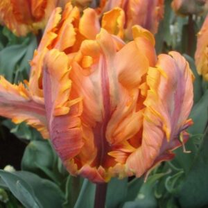 Лале папагалско Ирен в оранжево с лилаво - Tulip Princess Irene