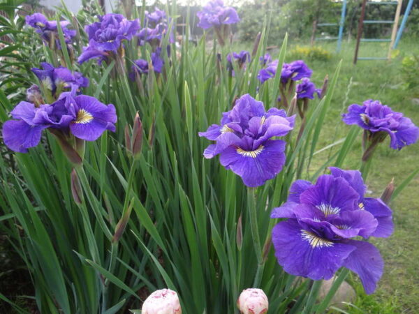 Най-кичестият ирис Двоен стандарт в лилаво-розово - Iris sibirica Double Standart