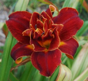 Хемерокалис с едър 15 см. ярко червен цвят - Hemerocallis red yellow Хемерокалис с едър 15 см. ярко червен цвят - Hemerocallis red yellow