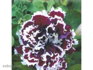 Петуния кичеста лилав пирует - Petunia double purple pirouette