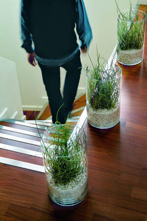 Джункус екзотична стайна многогодишна декоративна трева семена - Juncus spiralis