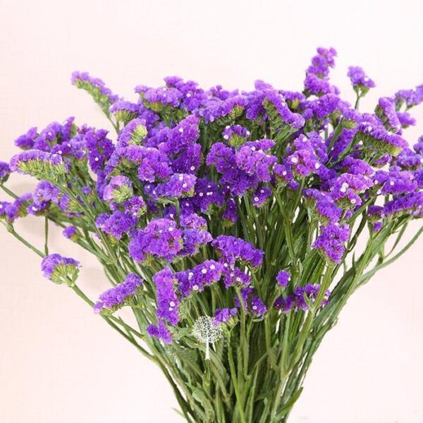 Лимониум многогодишен за слънчеви градини и сухо цвете 50 броя семена - Limonium QIS purple