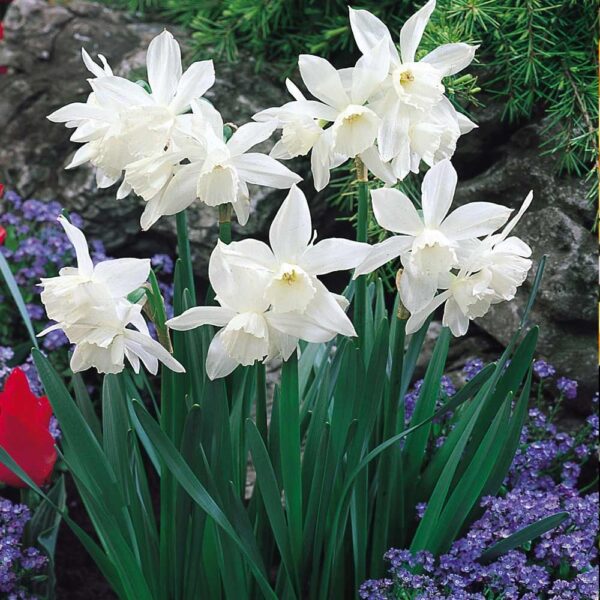 Троен ароматен нарцис Талия с цвят на Орхидея - Narcissus Thalia