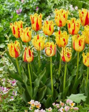 Лале ексклузивно 2 в 1 хем ресничесто хем двуцветно Фантом - Tulip Phantom