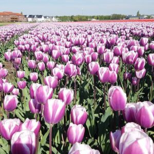 Лале с голям 12 см цвят двуцветно лилаво с бяло - Tulip Librije