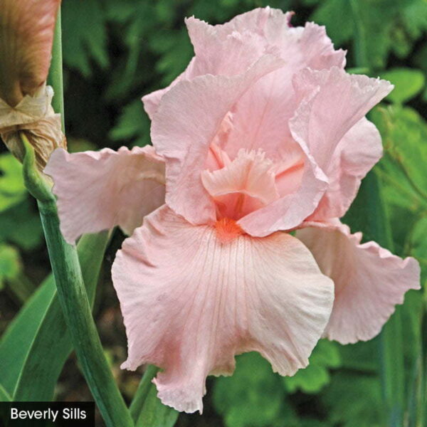 Розово-прасковен ирис Бевърли повторно цъфтящ - Iris Germanica Beverly sills