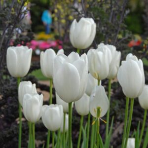 Лале Маурийн едно от най-красивите и най-високи бели - Tulip Maureen