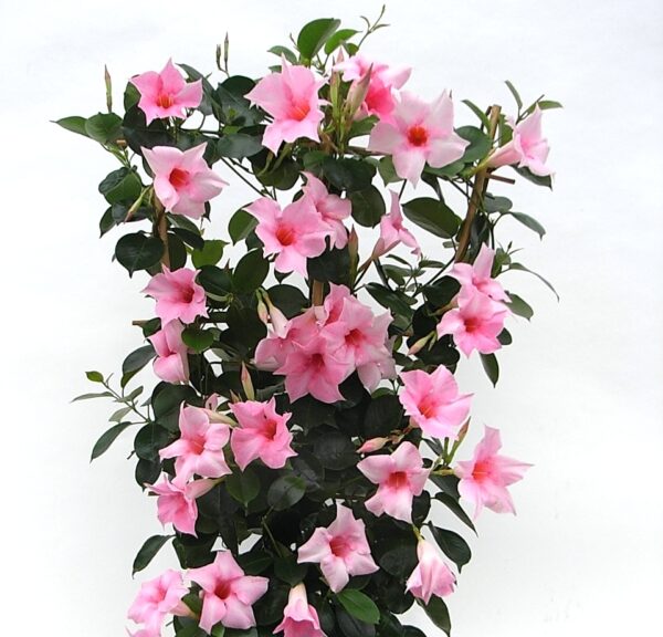 Дипладения увивна за слънце розова - Dipladenia pink