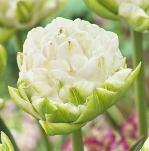 Лале божуресто награден нов сорт с огромен снежно бял кичест цвят - Tulip white mountain Лале божуресто награден нов сорт с огромен снежно бял кичест цвят - Tulip white mountain