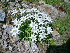 Еделвайс многогодишен и почвопокривен семена - Leontopodium alpinum Everest