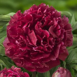 Божур тъмно червен ароматен Франсоа Ортега - Paeonia Francois Ortegat Божур тъмно червен ароматен Франсоа Ортега - Paeonia Francois Ortegat