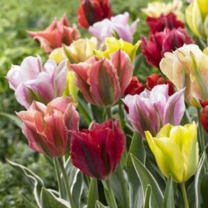 Лале Виридифлора смес с продължителен 4 седмичен цъфтеж - Tulip viridiflora mix