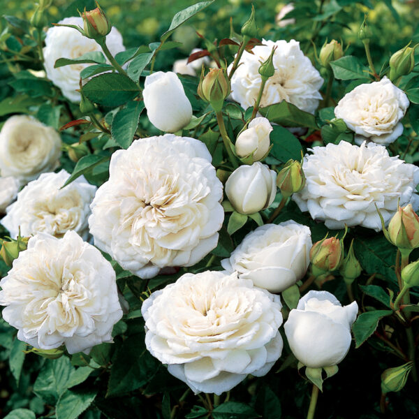 Храстовидна бяла ароматна роза - White rose shrub