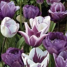 Лале синя боровинка и сметана смес - Tulip magic lilac mix