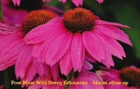 Ехинацея най-едроцветната със златен медал за уникалния си цвят - Echinacea Wild Berry