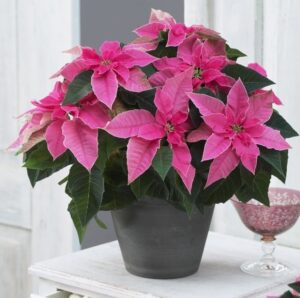 Коледна звезда очарование за зимата в розово - Poinsettia pink