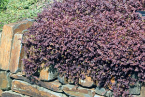 Акаена висяща или почвопокривна многогодишна лилава - Acaena purpurea