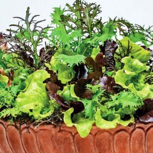 Бейби салатки за отглеждане в саксия или градина - Baby lettuce seeds mix