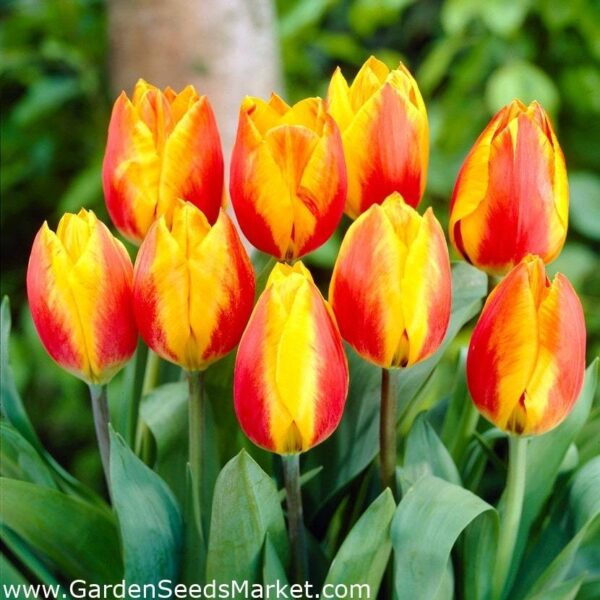 Лале блясък в малинено червено и слънчево жълто - Tulip Flair