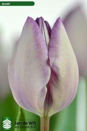 Лале Джакузи с рядко срещана украска светло отвън и тъмно отвътре - Tulip Jacuzzi