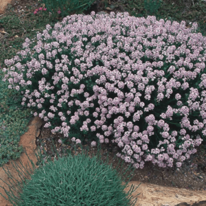Аетионема ароматна за алпинеуми и градини цъфти цяло лято - Aethionema grandiflorum (Persian Stonecress)