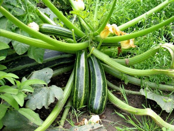 Тиквичка две в едно хем за пържене хем за паниране на цветовете - Squash zucchino striata di Italia
