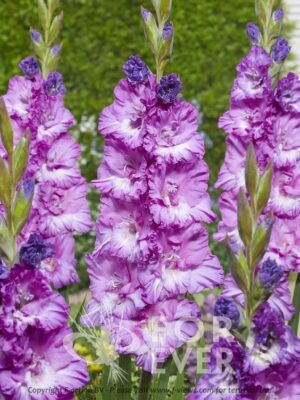 Гладиол къдрав лилаво преливащо в бяло Белая - Gladiolus belaja Гладиол къдрав лилаво преливащо в бяло Белая - Gladiolus belaja