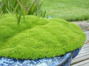 Склерантус тревен мъхест килим за алпинеуми - Scleranthus biflorus ssp. uniflorus Knawel Cushion