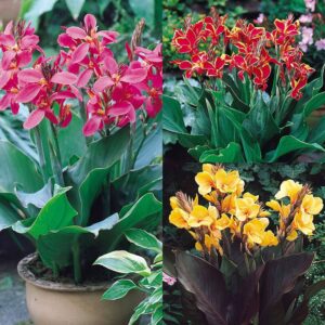 Нискостеблена розова Кана Красива орхидея за Вашата тераса - Canna Mini Orchid Beauty