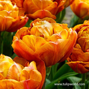 Лале Икона трайно с кичест оранжев цвят - Tulip double late Icoon