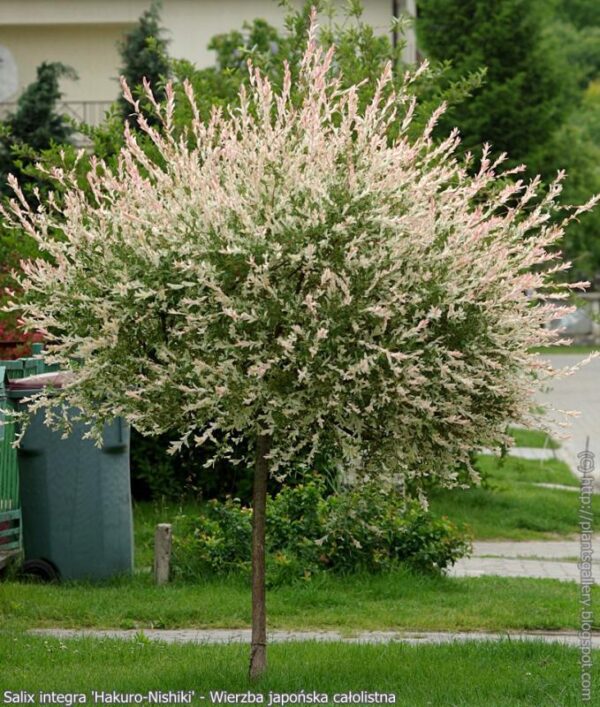 Студоустойчива висяща пъстролистно розова върба на присадка акцент в градината - Salix integra hakuro nishiki