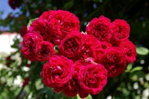 Забележителен сорт катерлива роза с изцяло кичести цветове - Chevy Chase (Rambling Rose)