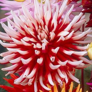 Далия двуцветна кактусова Фриколе - Dahlia Friquolet
