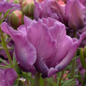 Папагалско Лале Джеймс с рядко срещан лилаво розов цвят Tulip James last